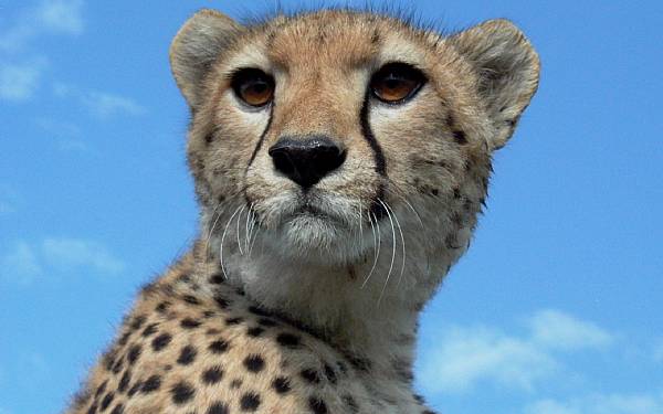 Hvorfor har geparden sine sorte trestriber?