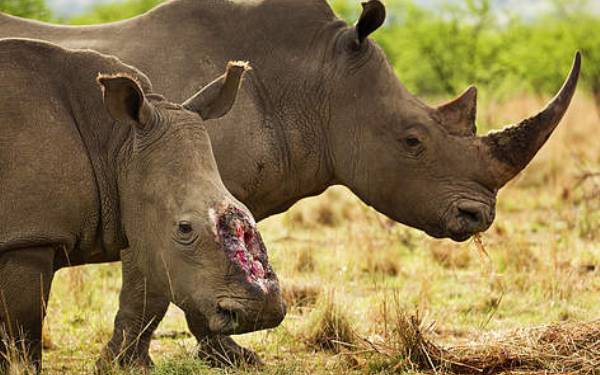 2015 er nu talt op og der drbes stadig katastrofalt mange nsehorn!