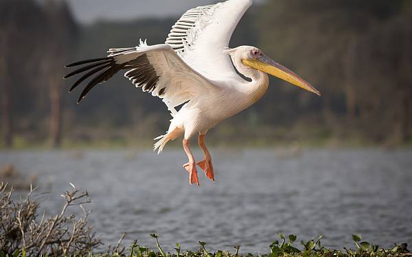 Fra rejseleder Geoffrey p Kenya Drmme Safari