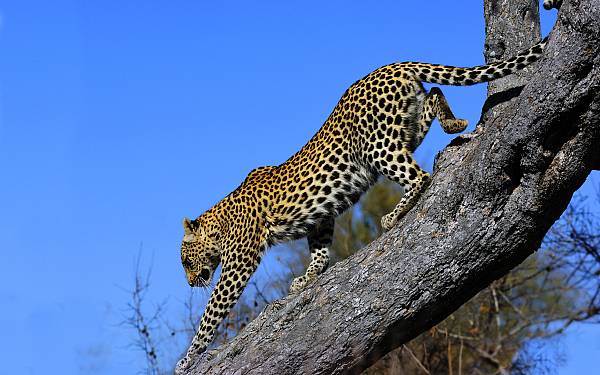 Jagtforbud mod leoparder i Sydafrika