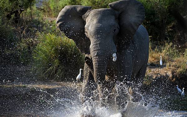 Afrikas omvandrende klippeblok - Elefanten
