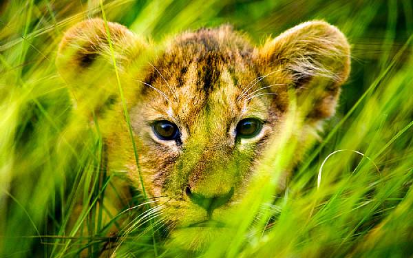 Fra rejseledere og naturfotografer Uri og Helle fra Karen Blixen Camp