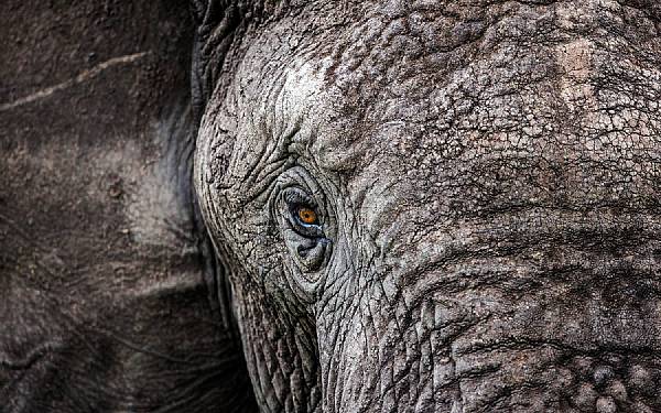 Fra rejseledere og naturfotografer Uri og Helle fra Karen Blixen Camp