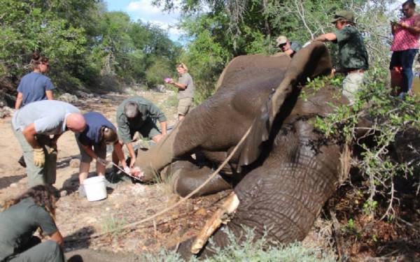 Der er ikke tid til afslapning, nr man bor i bushen. Januar var fyldt med at redde dyr