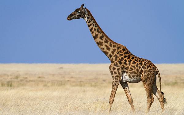 Giraffen - et nulevende fabeldyr 