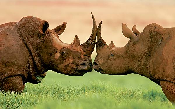 De gte enhjrninge - Nsehornet