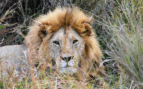 L�ven - dyrenes konge - er truet