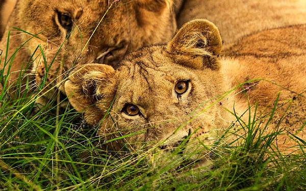 Fra rejseledere og naturfotografer Uri og Helle fra Karen Blixen Camp