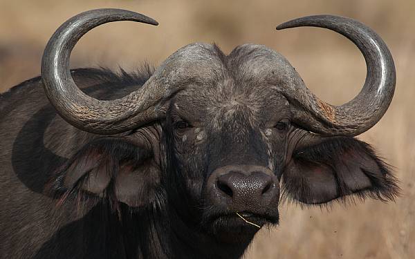 Afrikas demokratiske bfler