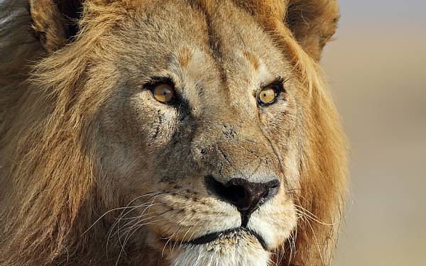 Dyrenes Konge - Lven