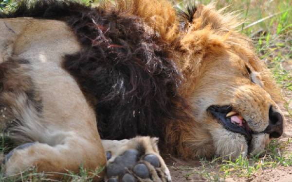 Fra rejseleder Carsten p Kenya Drmme Safari i Masai Mara