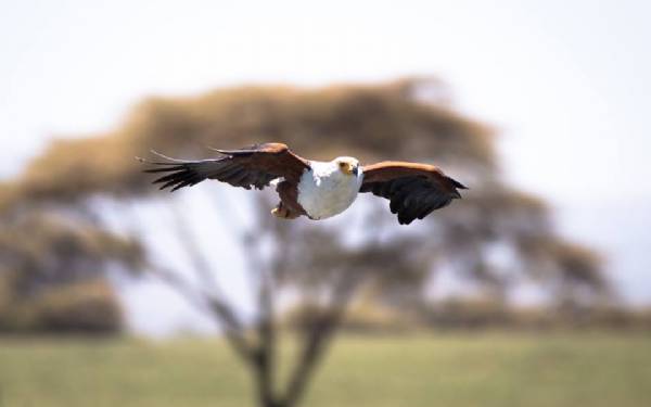 Privat fuglesafari i Kenya