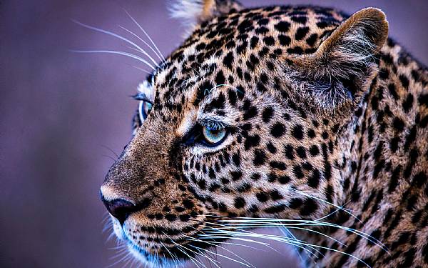 Fra rejseledere og naturfotografer Uri og Helle fra Karen Blixen Camp p fotosafari