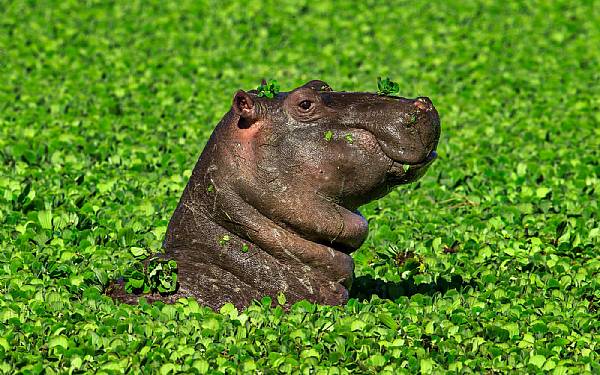 Fotosafari i februar med Uri og Helle p Karen Blixen Camp