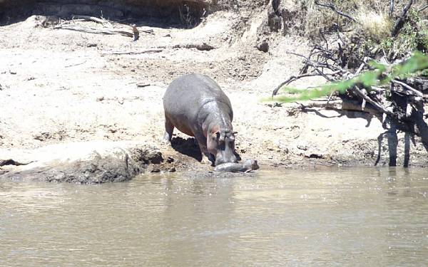 Kombination med Karen Blixen Camp og smukke Zanzibar