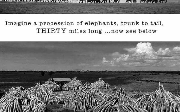 Hvorfor det giver mening at afbrnde elfenben og horn fra nsehorn