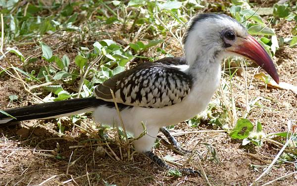 En, to, tre skyd � p� fotosafari 