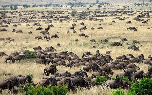 Migration - hvad er det?