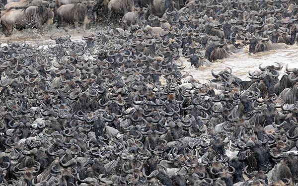 Migration - hvad er det?