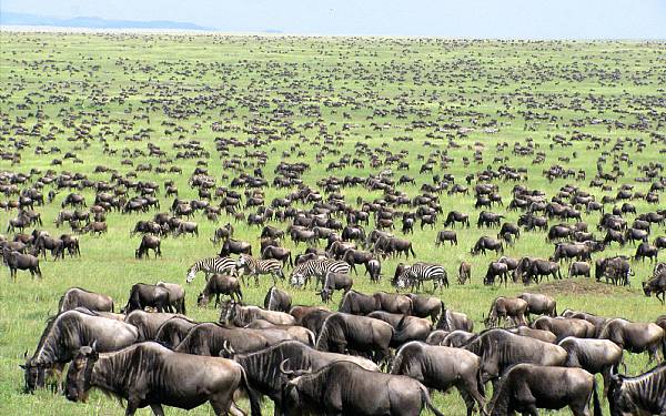 Fra rejseleder Geoffrey p privat safari med familien Borremose