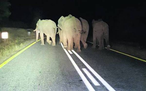 Elefant kaos fortstter