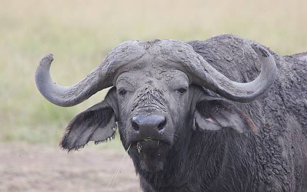 Fra rejseleder Nicolai p Kenya Familie Safari d. 13.07.2016