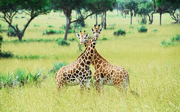 Fra rejseleder Geoffrey p privat safari med familie Skovblling