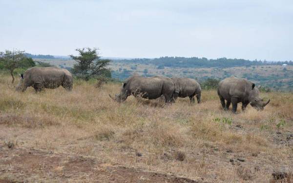 Fra rejseleder Carsten p besg i Nairobi National Park