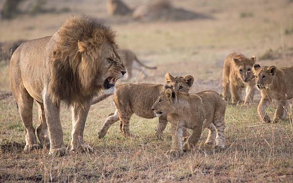 Fra rejseleder Geoffrey p privat safari med familien Hein