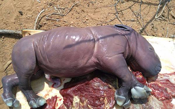 S lykkedes det desvrre for krybskytterne at drbe et nsehorn i Black Mamba omrdet