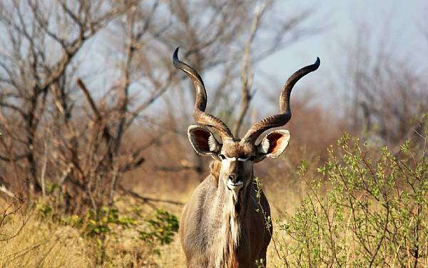 Fra rejseleder Geoffrey p privat safari med familien Nielsen