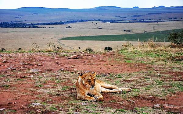 Fra rejseleder Carsten p Big Cat Safari 21.09.2016