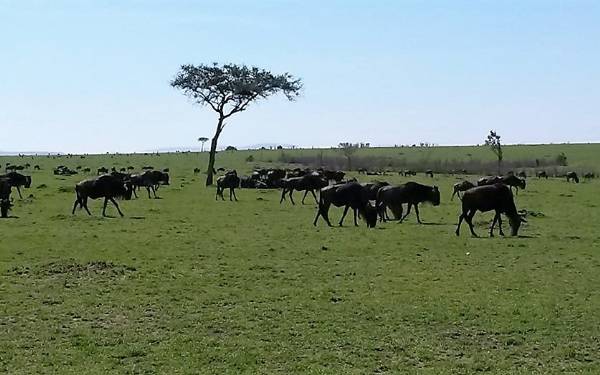 Fra rejseleder Carsten p Kenya Drmme Safari 09.10.2016