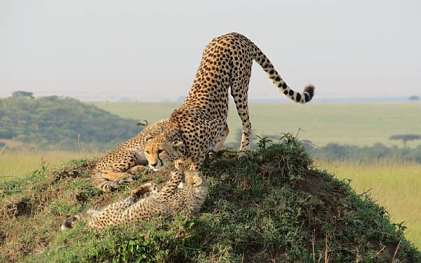 Fra rejseleder Geoffrey p privat safari med familien Olesen