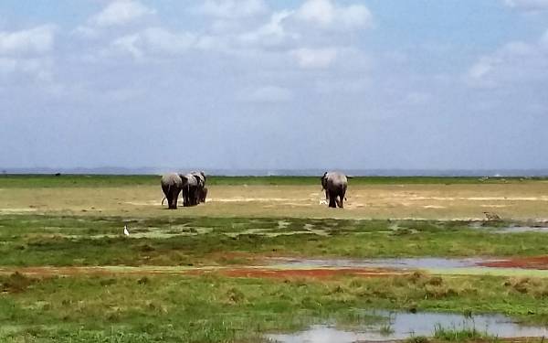 Kenya safari - skrddersyet