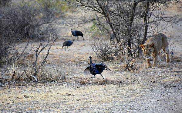 Privat safari i Kenya (2016), del 1