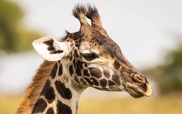 Verdens hjeste dyr, giraffen er nu p listen over truede dyrearter