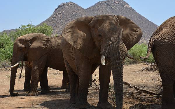 Privat safari i Kenya (2016), del 2 