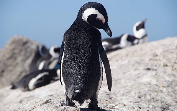 P besg hos pingvinerne ved Boulders Beach