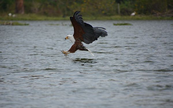 Privat safari i Kenya (2016), del 3 