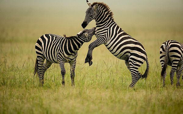 Savannens pyjamaskldte heste - Zebra