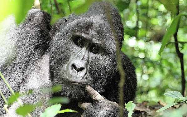 Silverbackens harem - Gorillaen