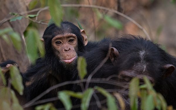 Vores 98 % genetiske ens slgtning  Chimpansen