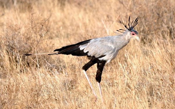 Busksavannens stampende slangedrber  Sekretrfuglen