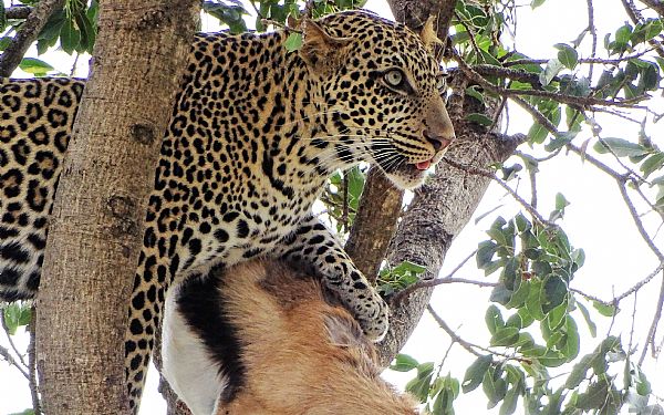 Fra rejseleder Geoffrey p Kenya Drmme Safari