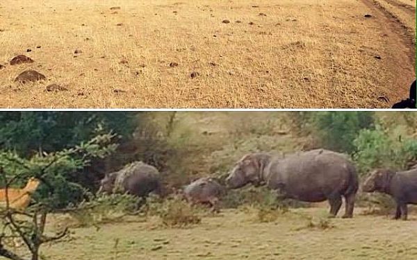 Fra rejseleder Geoffrey p Big Cat Safari