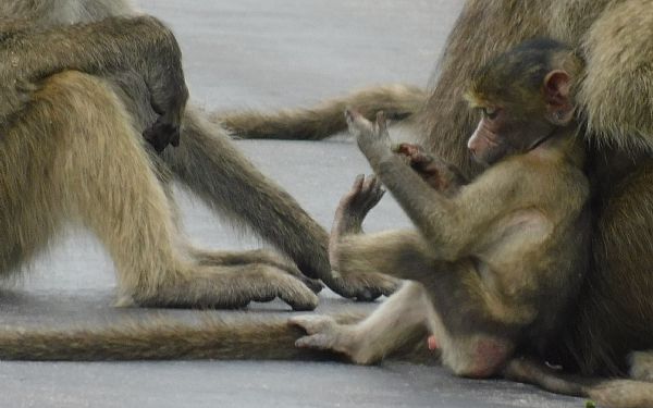 Babyer, babyer, babyer - overalt!