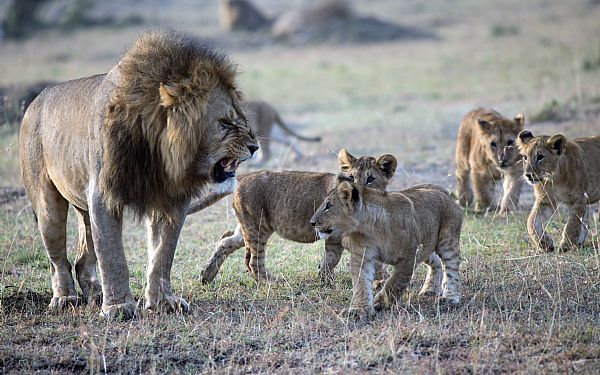 Fra rejseleder Geoffrey p privat safari med familien Nielsen