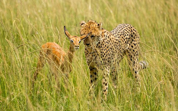 Fra rejseleder Geoffrey p privat safari med familien Ammitzbll