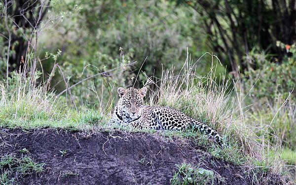 Fra rejseleder Jesper p Kenya Drmme Safari